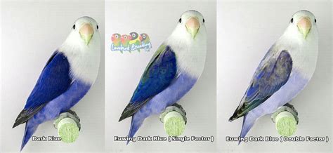 Lovebird Euwing Split Blue