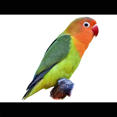 Lovebird Fischeri
