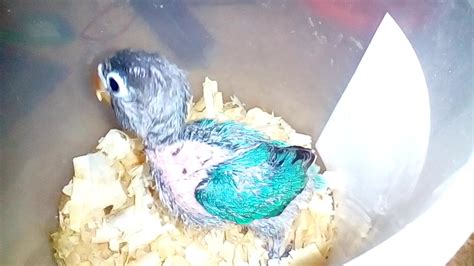 Lovebird Gobal Laut