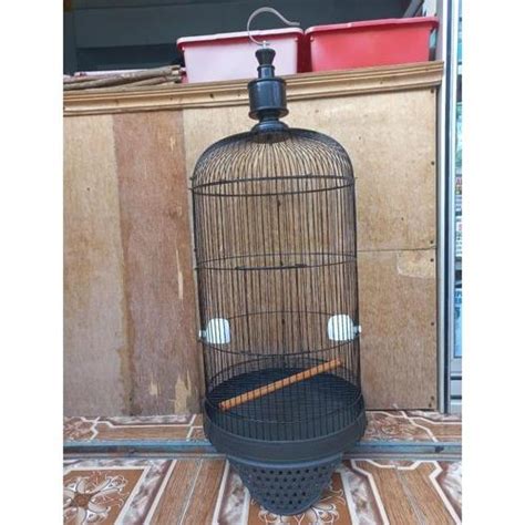 Lovebird Hitam Polos