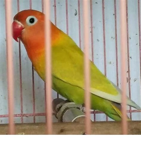 Lovebird Ijo Pastel