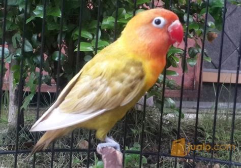 Lovebird Jawa Timur