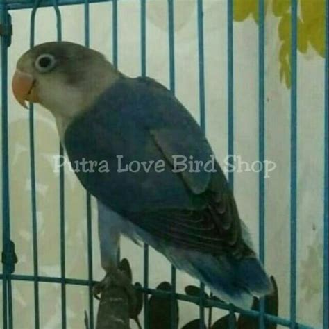 Lovebird Mangsi Fc