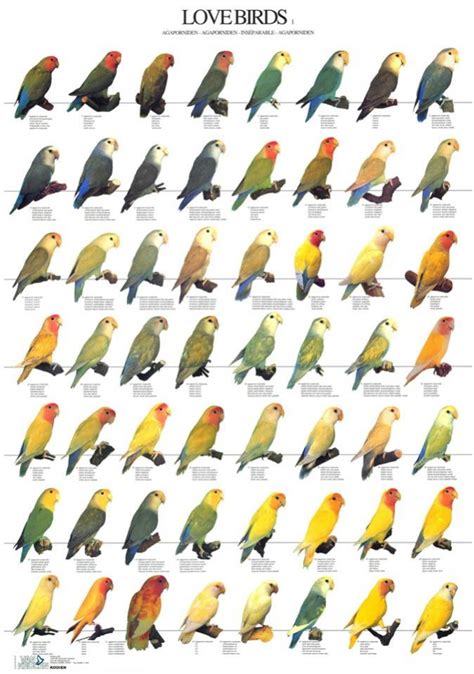 Lovebird Mutation Guide