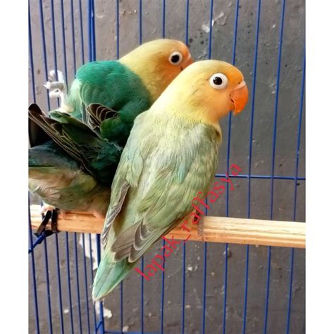 Lovebird Pb Pastel