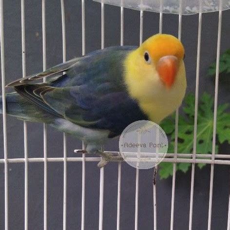 Lovebird Pb Vio