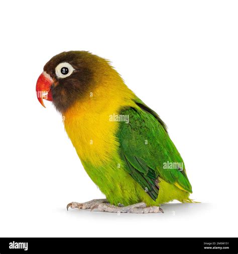 Lovebird Raww