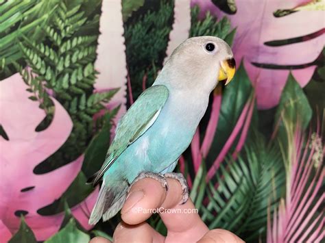 Lovebird Turquoise Violet