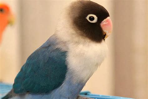 Lovebird Violet Gacor