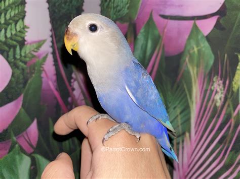 Lovebird Violet Original