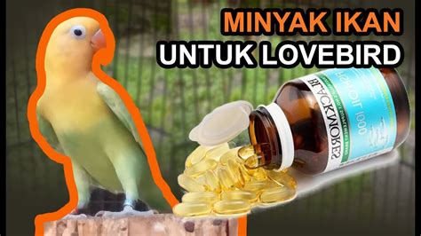 Lovebird dan minyak ikan di Indonesia
