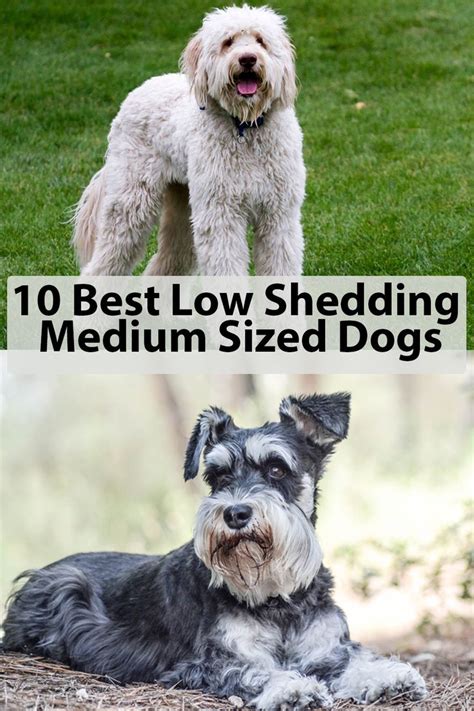 Low Shedding Medium Dogs