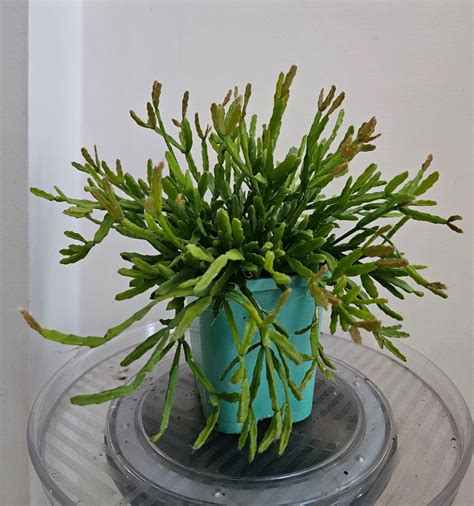 Low Maintenance Charm