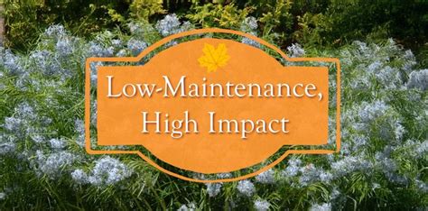 Low Maintenance, High Impact