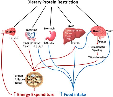 Low Protein Intake Image