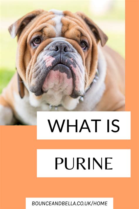 Low Purine Diet Dogs