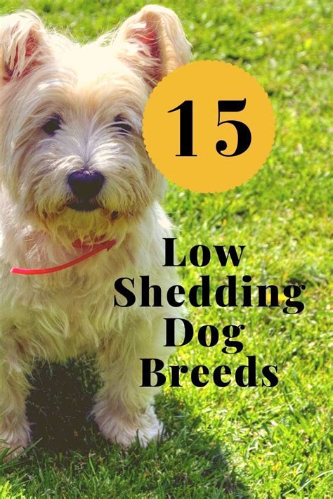 Top Low Shedding Breed Dogs for Pet Lovers: A Guide to Hypoallergenic Options