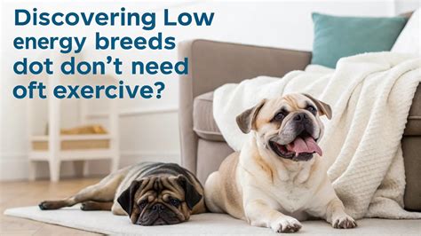 Low-Energy Companions