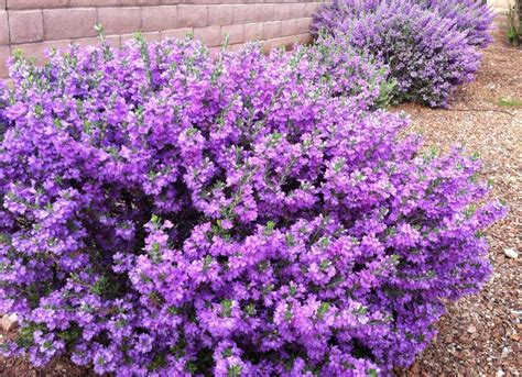 Low-Maintenance Flower Bushes