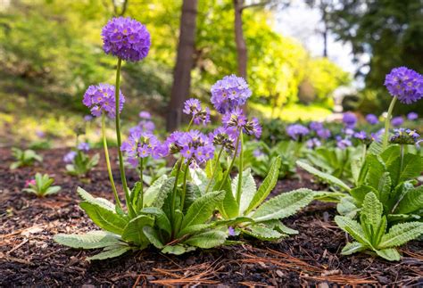 Low-Maintenance Perennials