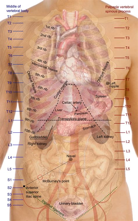 Lower Back Organ Anatomy Diagram Human Anatomy Organs