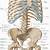 Lower Back Bone Anatomy