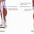 Lower Leg Anatomy Medial View