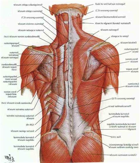Lower Back Muscle Chart