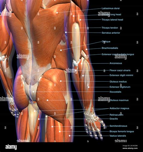 Lower Back Muscles Chart