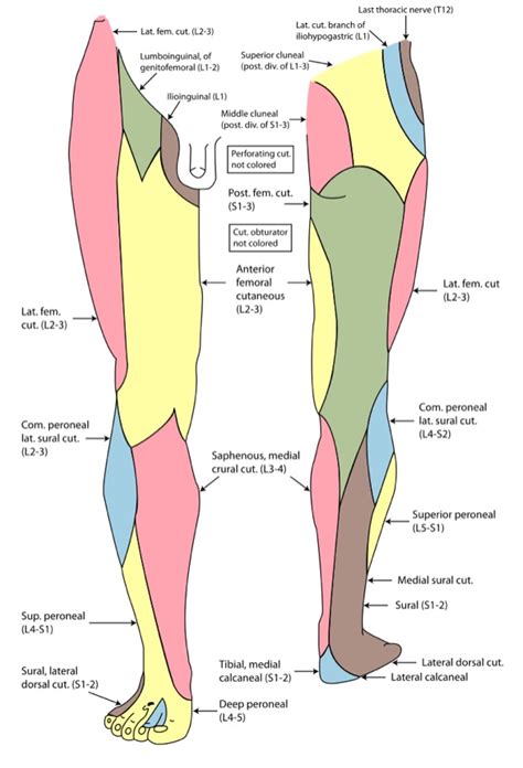 Leg Nerve Innervation