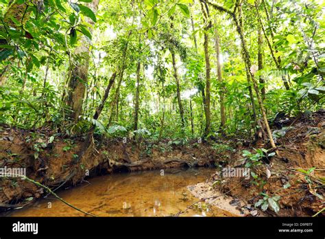 Lowland Rainforest Amazon
