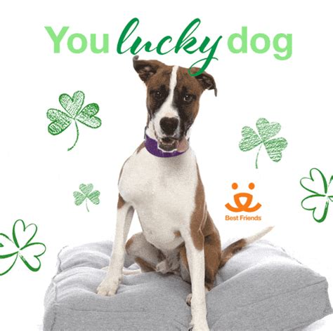 Lucky Dog Meme