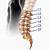 Lumbar Spine Anatomy L5 S1