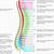 Lumbar Spine Anatomy Nerves