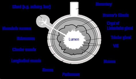 Illuminating the Definition of Lumen in Biology: Shedding Light on an Intriguing Concept
