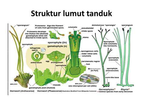 Lumut Tanduk