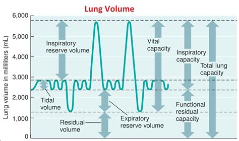 Lung Volume Capacity Chart