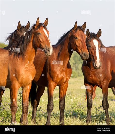 Lusitano horses