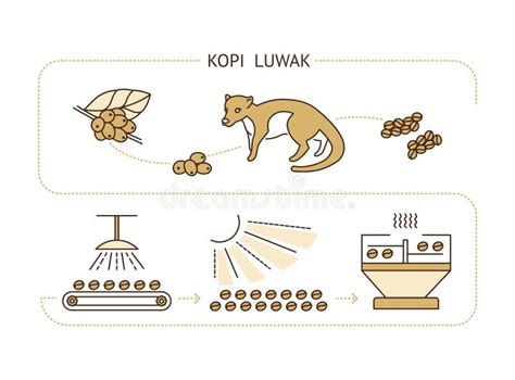 Luwak coffee process