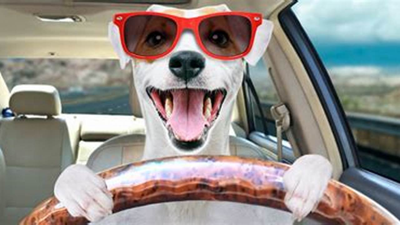 A Complete Guide to Road Tripping With Pets A Girls Guide to Cars