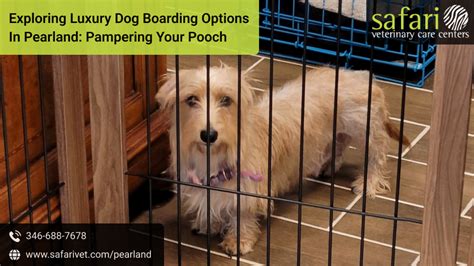 Luxury Boarding Options