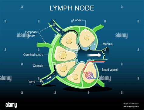 Lymph Node Size Chart