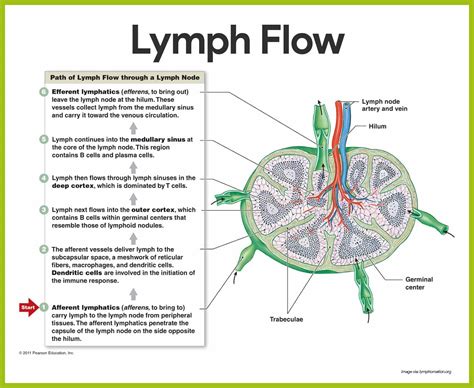 Lymphatic System: A Pathway for Spread