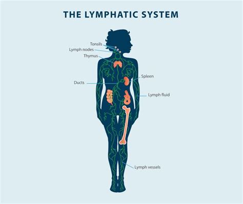 Lymphatic System: Health, Disorders & Solutions
