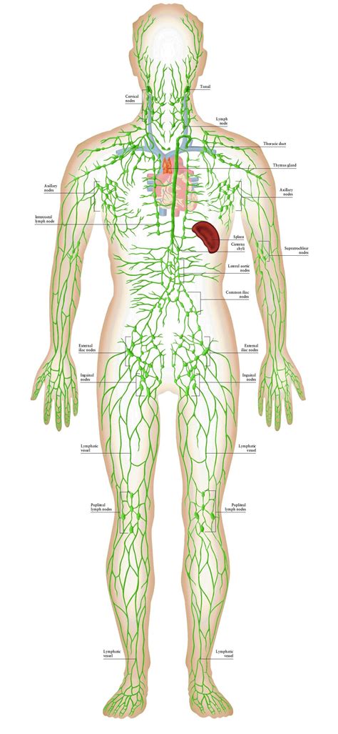 Lymphatic System Image