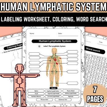 Lymphatic System Worksheet Coloring Page