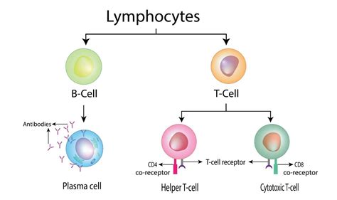 Lymphocytes