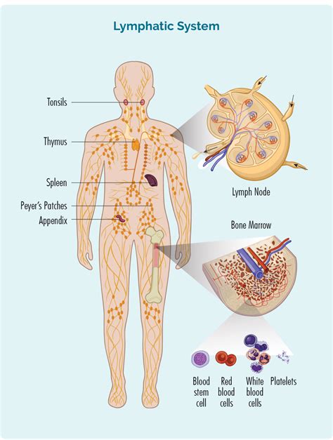 Lymphoma: Targeting the Lymphatic System