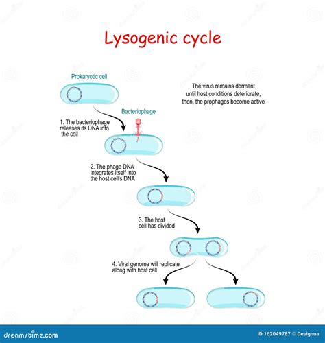 Understanding the Lysogenic Cycle: A Biology Overview.