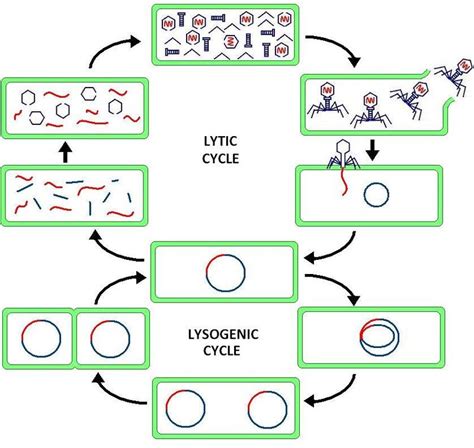 Lytic and lysogenic cycle vector illustration in 2020 Cycling for
